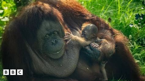 Chester Zoo Rare Borneo Orangutan Born At Zoo Bbc Newsround