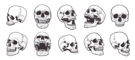 Conjunto De Vectores De Cráneos Anatómicos 536240 Vector En Vecteezy