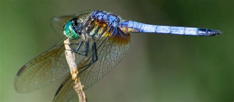 Swarms Of Dragonflies 985 Wncx