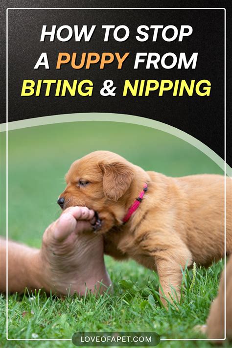 Pin On Puppy Training Tips