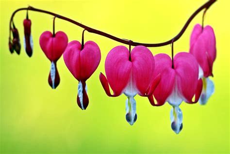 They are a simple and sincere way to lift our spirits. Top 10 Most Beautiful Flowers In The World - The ...