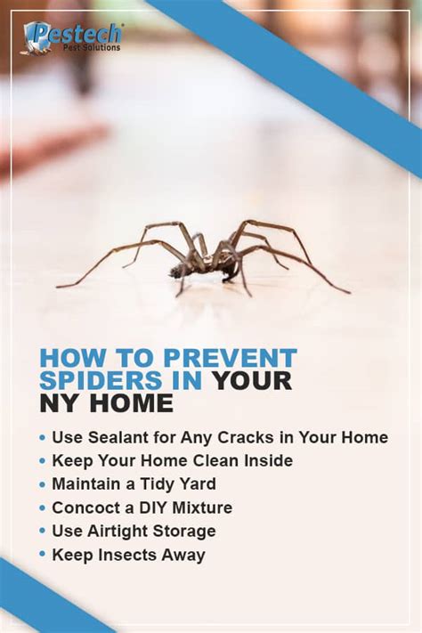 Common New York Spiders And Where Theyll Be Hiding Pestech