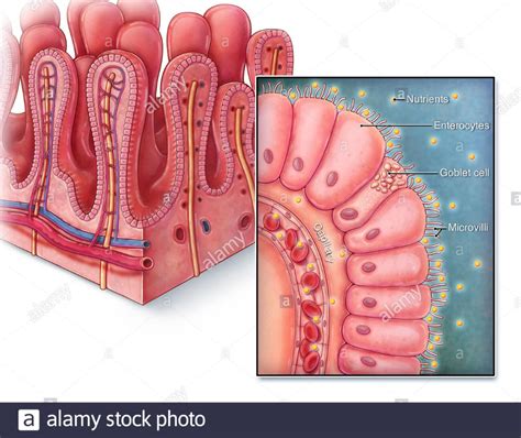 An Illustrated Section Of Villi From The Small Intestine As Well As A Close Up View Of A Single