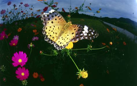 Beautiful Butterflies Butterflies Wallpaper 9481022 Fanpop