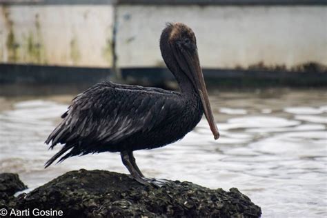 Pelican Rescue How Oil Spills Affect Seabirds In Trinidad Trinidad