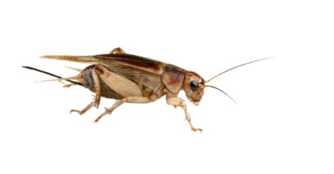 House cricket insect grasshopper, cricket, sports, cockroach, cricket wicket png. Сверчок PNG