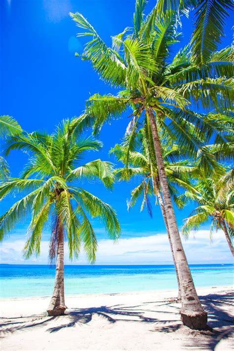Beautiful Tropical Beach With Palm Trees White Sand Turquoise Ocean