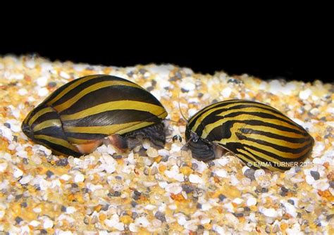 Zebra Snail Neritina Natalensis