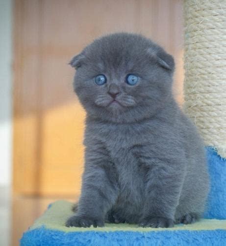 Scottish folds are moderately active cats. Scottish Fold Kittens For Sale Asap for Sale in Lynwood ...