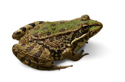 Frog Png Transparent Image Download Size 519x340px
