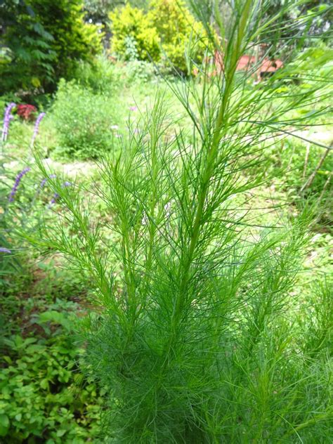 Dogfennel is an aggressive native perennial plant, and is currently the most common pasture weed in florida. Herbs from Distant Lands: Eupatorium capillifolium ...