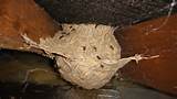 Images of Wasp Nest For Sale