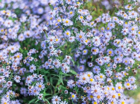 Growing Blue Aster Flowers Popular Types Of Blue Aster Plants