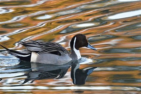 10 Types Of Ducks In Virginia With Pictures Optics Mag