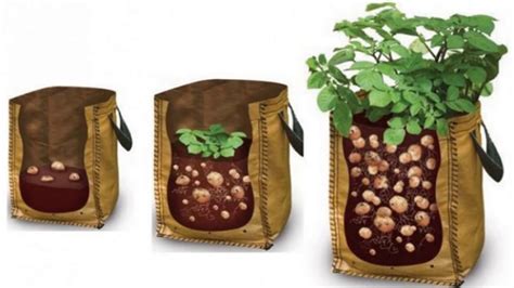 How To Grow Potatoes In A Bag Youtube