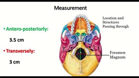 Anatomy Of The Foramen Magnum Explained Youtube