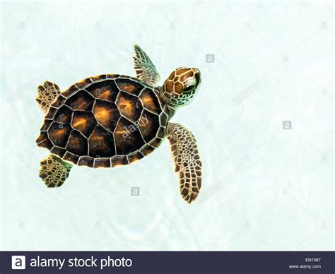 Cute Endangered Baby Turtle Swimming In Crystal Clear