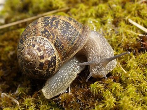 Land Snails And Slugs Of California · Inaturalist