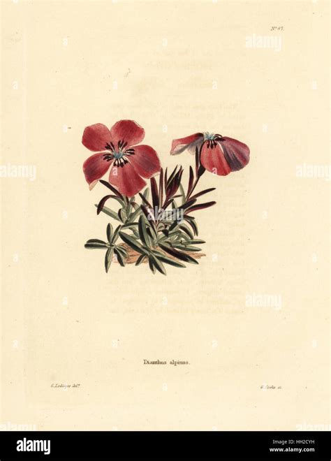 Alpine Pink Dianthus Alpinus Handcoloured Copperplate Engraving By George Cooke After George