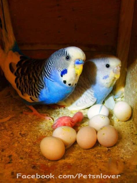 Budgie Pair Pets Lover