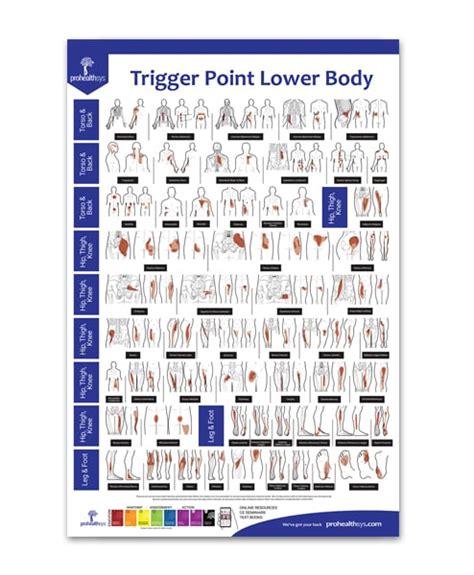 Trigger Points Poster Lower Body Prohealthsys