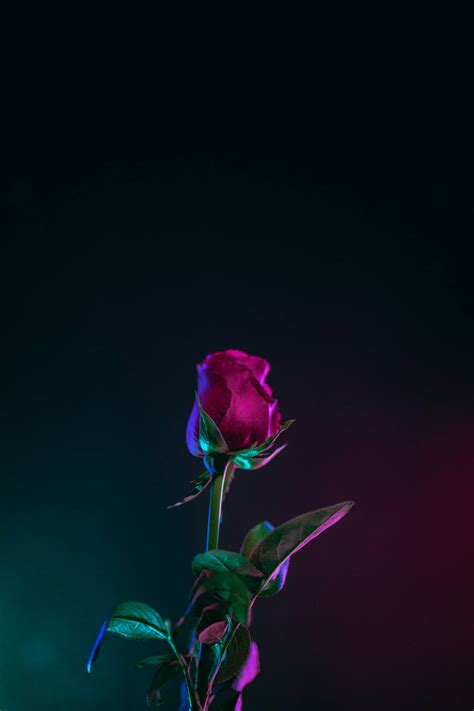 Download Neon Aesthetic Dark Hd Flowers Phone Wallpaper