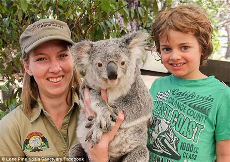 Koala Does Seductive Pose At Brisbane S Lone Pine Koala Sanctuary