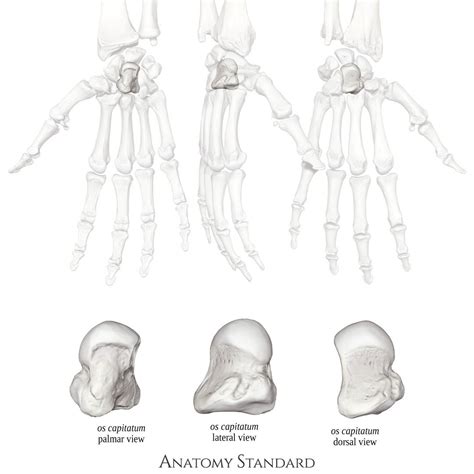 Os Capitatum Multiple Views Bones Anatomy Hands