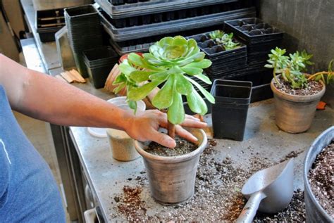 Repotting Succulents In My Greenhouse The Martha Stewart Blog