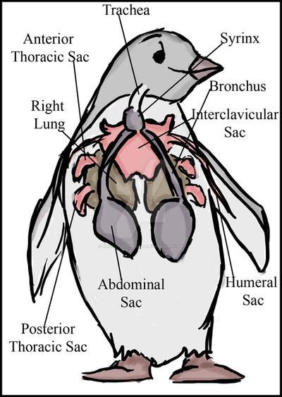 Penguin Skeletal Anatomy