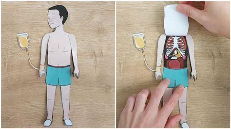 Layered Human Body Making From Cutthewholebook Educational Crafts