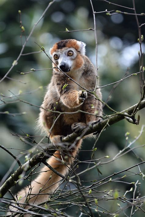 Crowned Lemur Kroonmaki Eulemur Coronatus Zoo Parc Overl Flickr