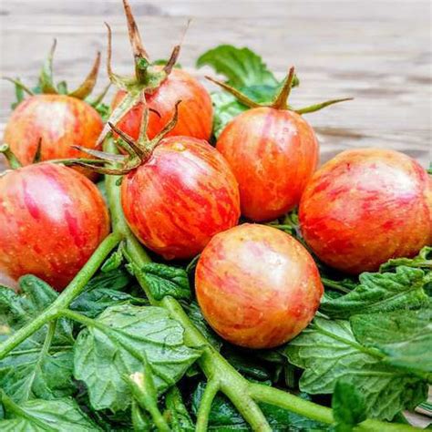 Artisan Pink Bumble Beecherry Tomato Meraki Seeds