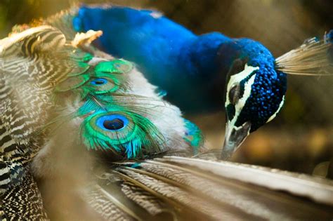 Peacocks National Geographic Animal Photography Pet Birds Animals