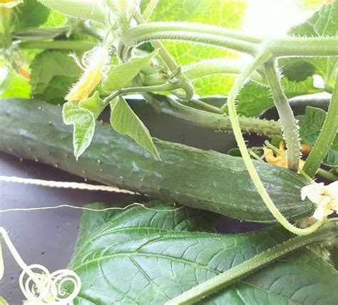 Telegraph Improved Cucumber Gaia Organics