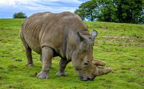 The Fate Of The Sumatran Rhinoceros Is Uncertain •