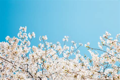Cherry Blossoms With Blue Sky Stock Image Image Of Blossom Copyspace