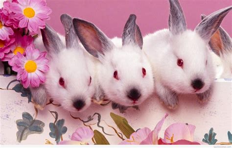 Free Download Happy Easter Bunny Wallpapers And Quotes 1920x1227 For