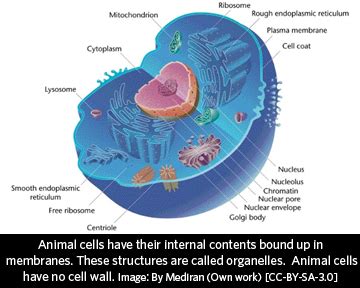 What structures are found in animal cells but not in plant cells? What is an animal? | California Academy of Sciences