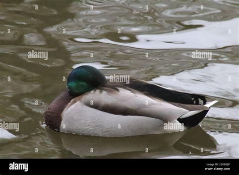 Mallard Ducks Sleeping High Resolution Stock Photography And Images Alamy