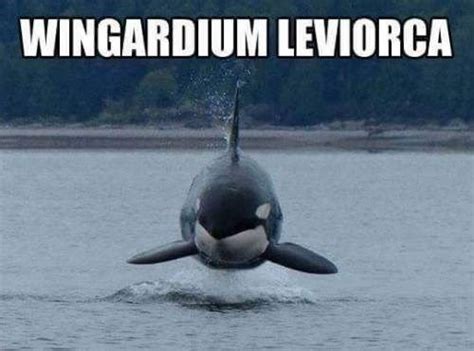 16 Whale Memes That Will Make You Laugh All Day Harry Potter Memes