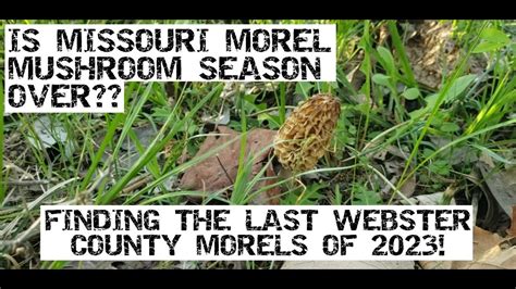 Is Missouri Morel Mushroom Season Over Finding The Last Webster