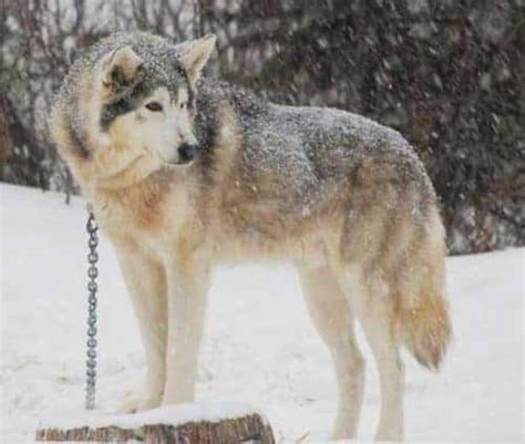 Dog Breeds That Look Like Coyotes Pictures And Facts Zooawesome