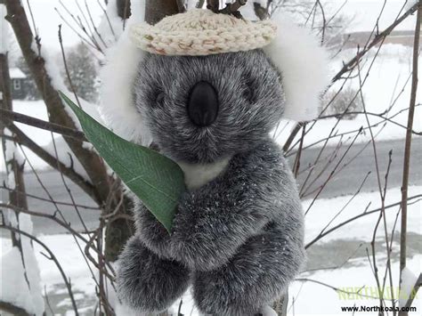 The True North Koala And Koalas Design Company