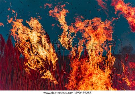 Fire On Field Big Flames Close Stock Photo 690439255 Shutterstock