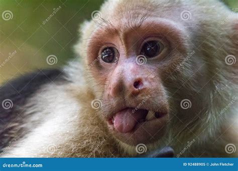 Capuchin Monkey Sticking Out Tongue Stock Image Image Of Close