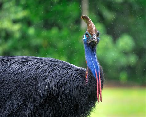 Photos From Save The Cassowary From Extinction In Australia Globalgiving