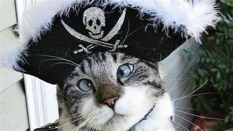 Spangles The Cross Eyed Cat Becomes An Internet Celebrity