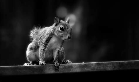 Grayscale And Selective Focus Photography Of Squirrel · Free Stock Photo