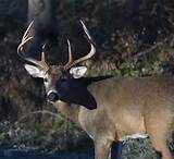 Iowa Deer License Pictures